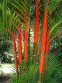Cyrtostachys lakka - palmier nain multipliant exotique stipes rouges de soleil 3-4m